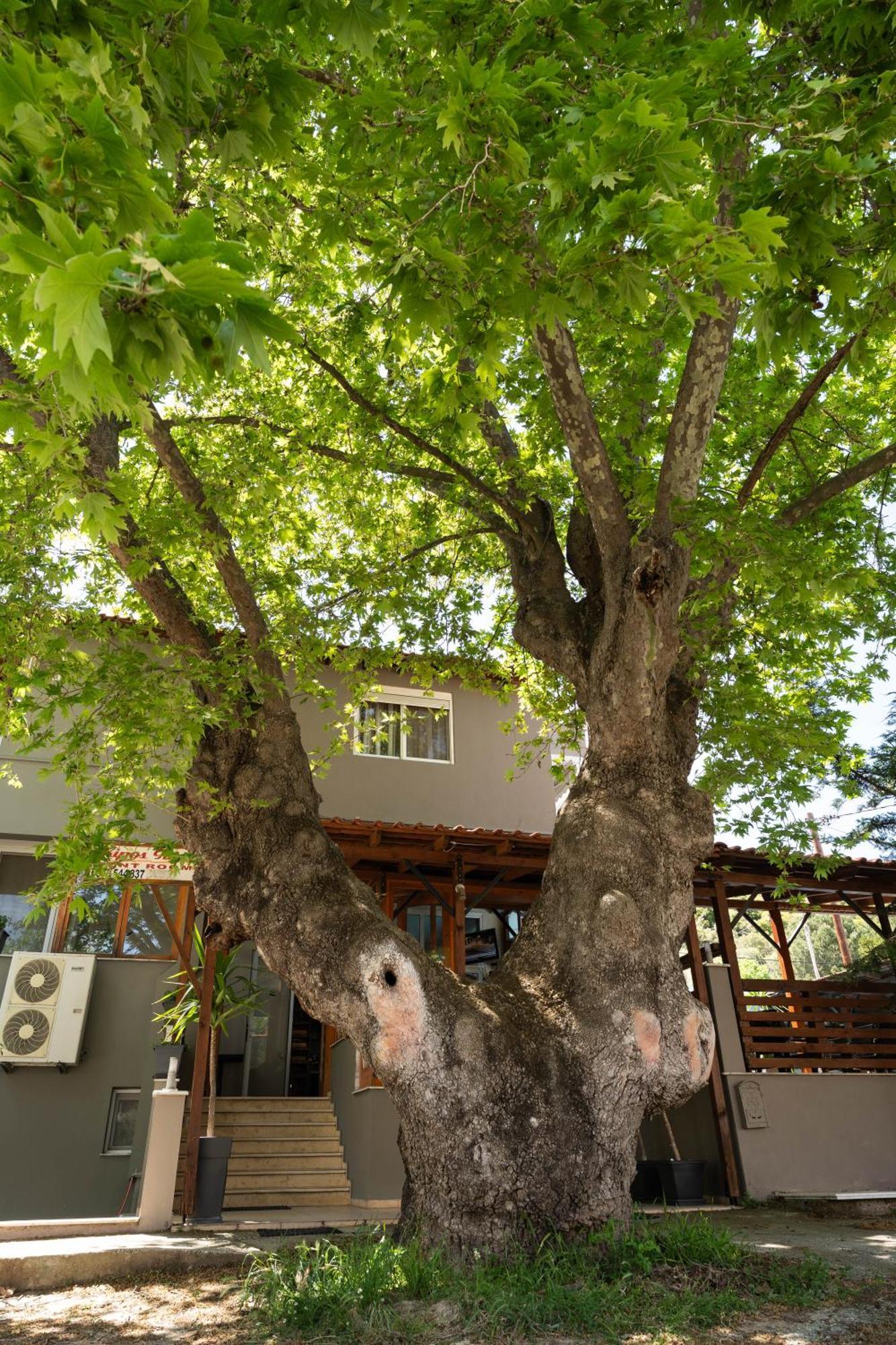 Kipos Resort Néa Péramos Dış mekan fotoğraf